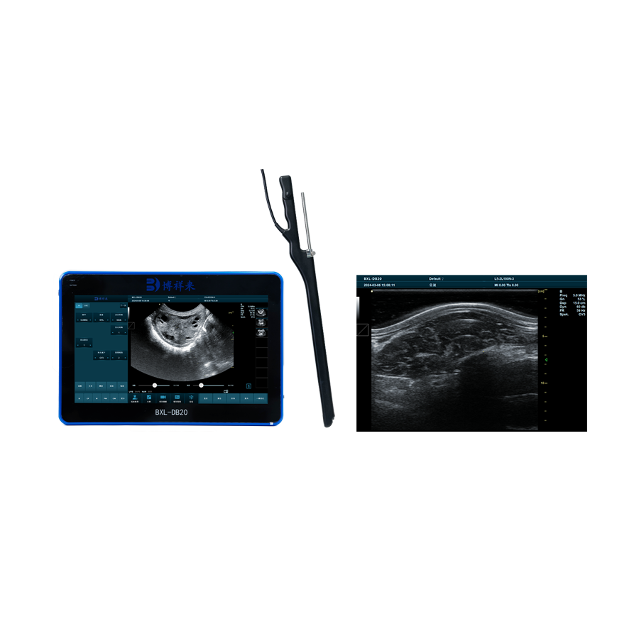 Sheep B-ultrasound is used to check infertility of ewes caused by different factors(图1)