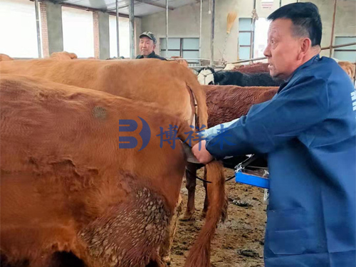 The Effect of B-Ultrasound for Cattle in Breeding and Breeding of Dairy Cattle(图1)