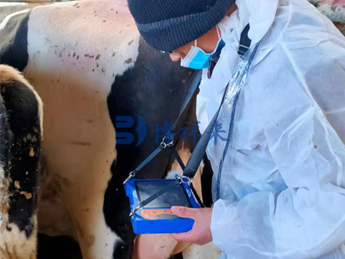 Animal B-ultrasound Observation of the Influence of Climate Factors on the Ovary of Dairy Cows