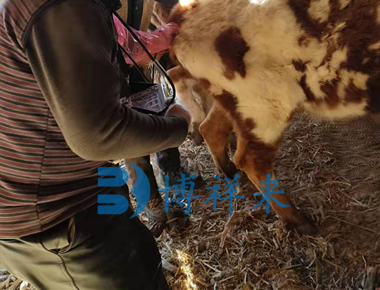  test method for cattle with B-ultrasound machine(图1)