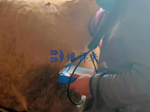 customers in Ningxia and Pingdingshan to use the B-ultrasound for cattle BXL-V50(图3)