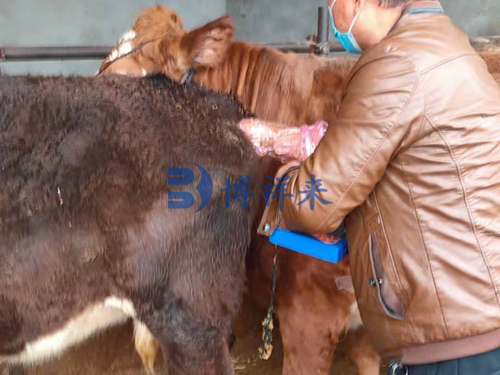 customers in Ningxia and Pingdingshan to use the B-ultrasound for cattle BXL-V50(图2)