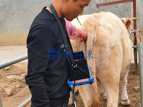 customers in Ningxia and Pingdingshan to use the B-ultrasound for cattle BXL-V50(图1)