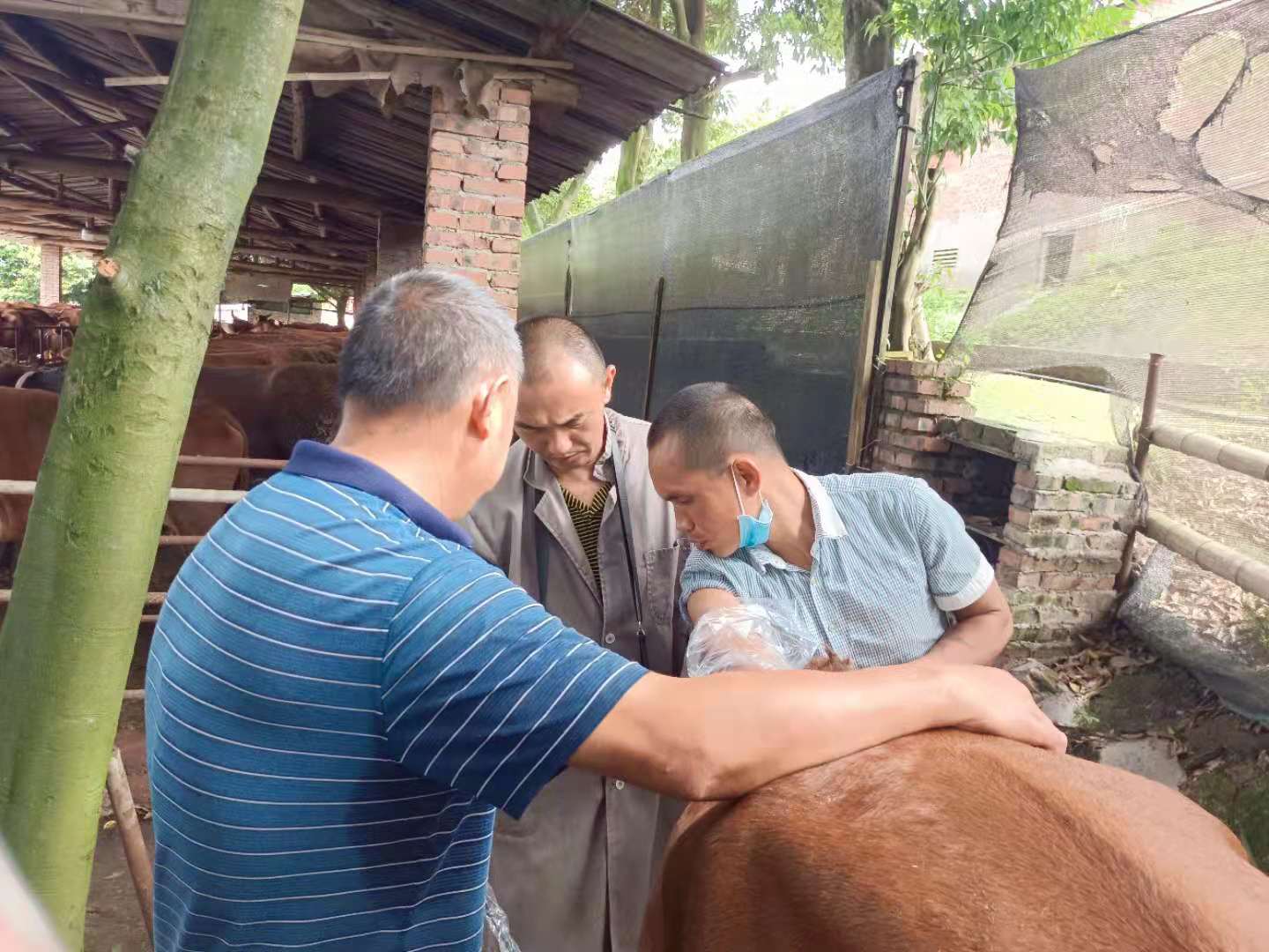 Chongqing Fuling Breeding Cattle Farm Training v50(图1)