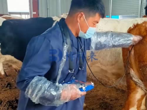 Veterinary ultrasound detection of cow pregnancy