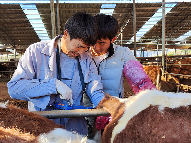 Bull ultrasound: new tool to improve the efficiency of cattle farms and animal health(图1)