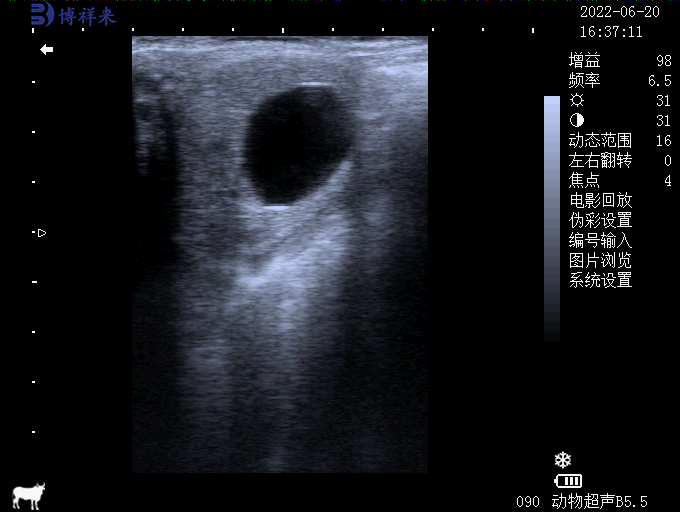 How does a B-ultrasound machine detect follicles at different stages in cows?