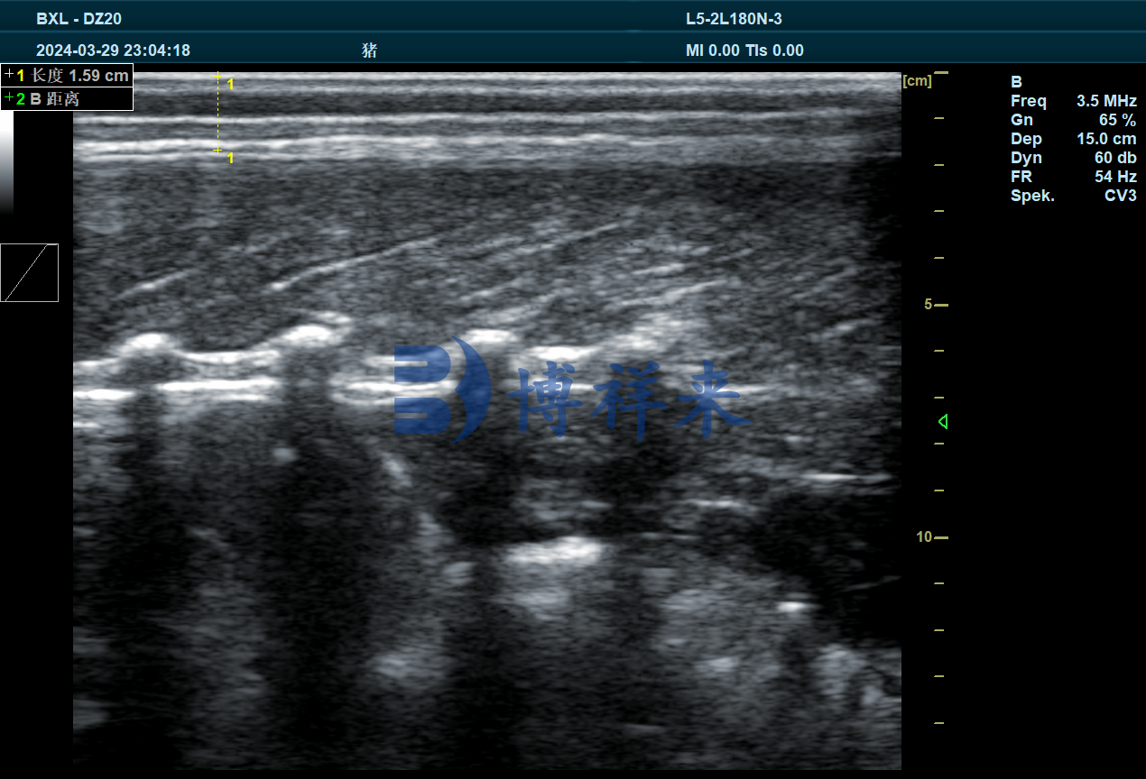 Veterinary B-ultrasound machine to observe the selection of various animal follicles(图1)