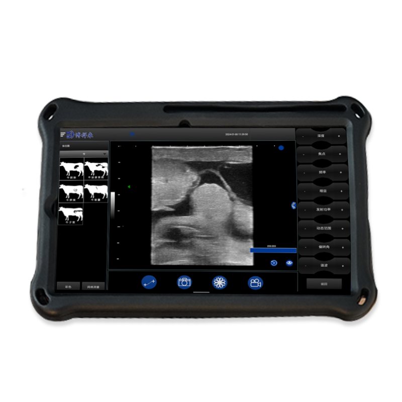 Effect of B-ultrasound on infertility of dairy cows(图1)