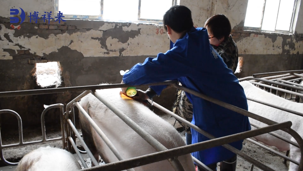 Pig B-ultrasound machine for checking sows during caesarean section