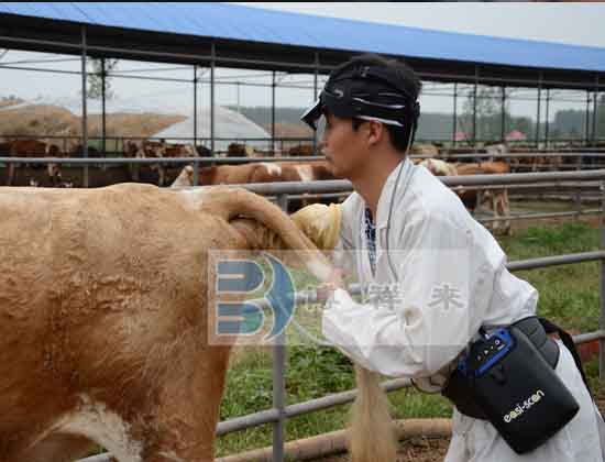 Effect of B-ultrasound diagnosis on reproductive rate of dairy cows(图1)