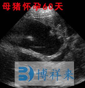 How to analyze veterinary B-ultrasound images?(图1)