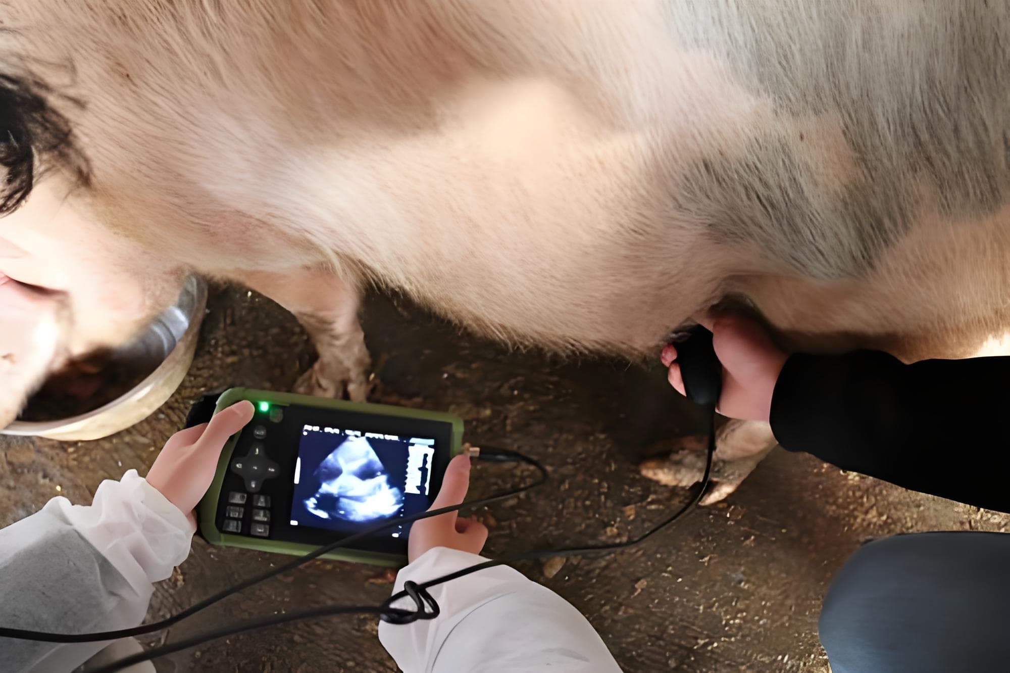 Veterinary B-ultrasound examination of lactating puppies