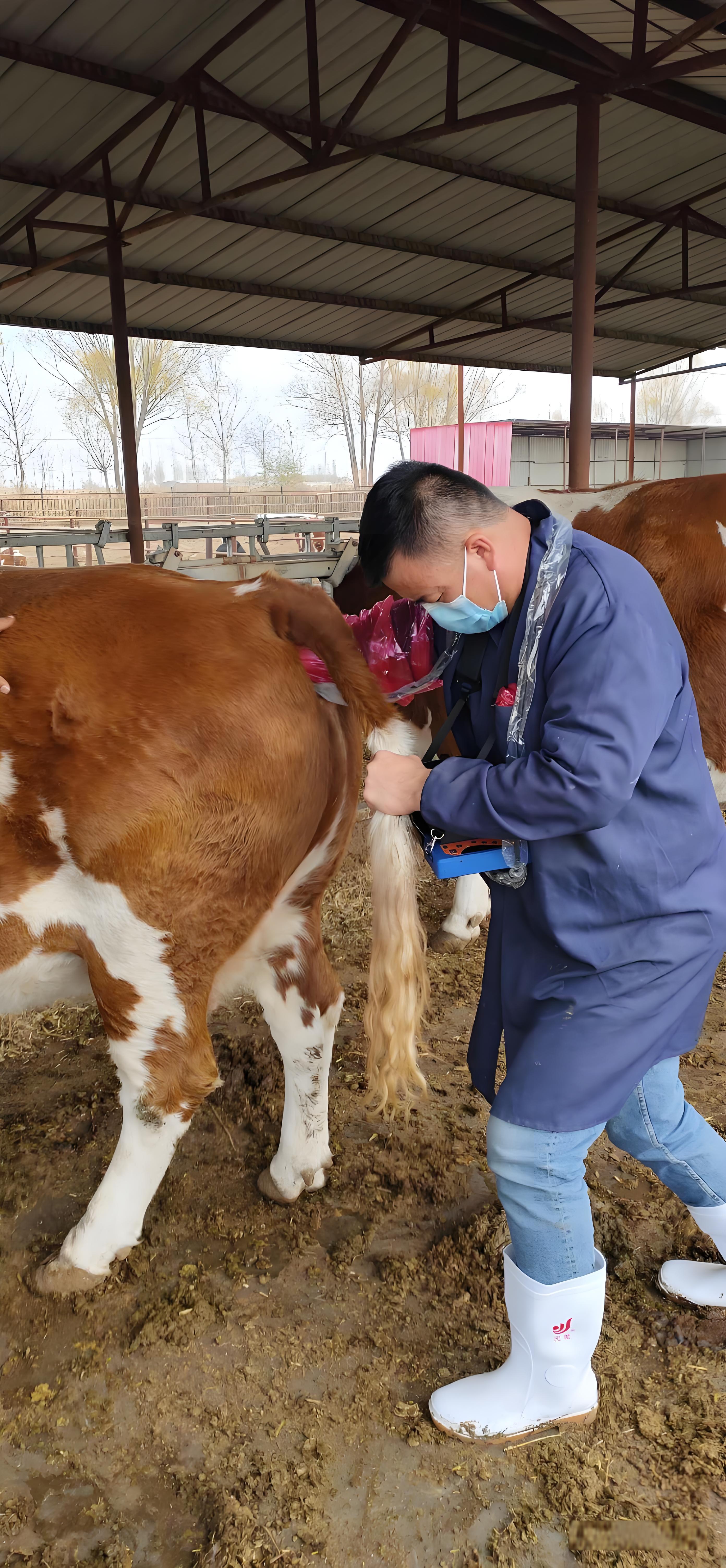 Veterinary B-ultrasound examination of fetal bones and internal organs(图2)