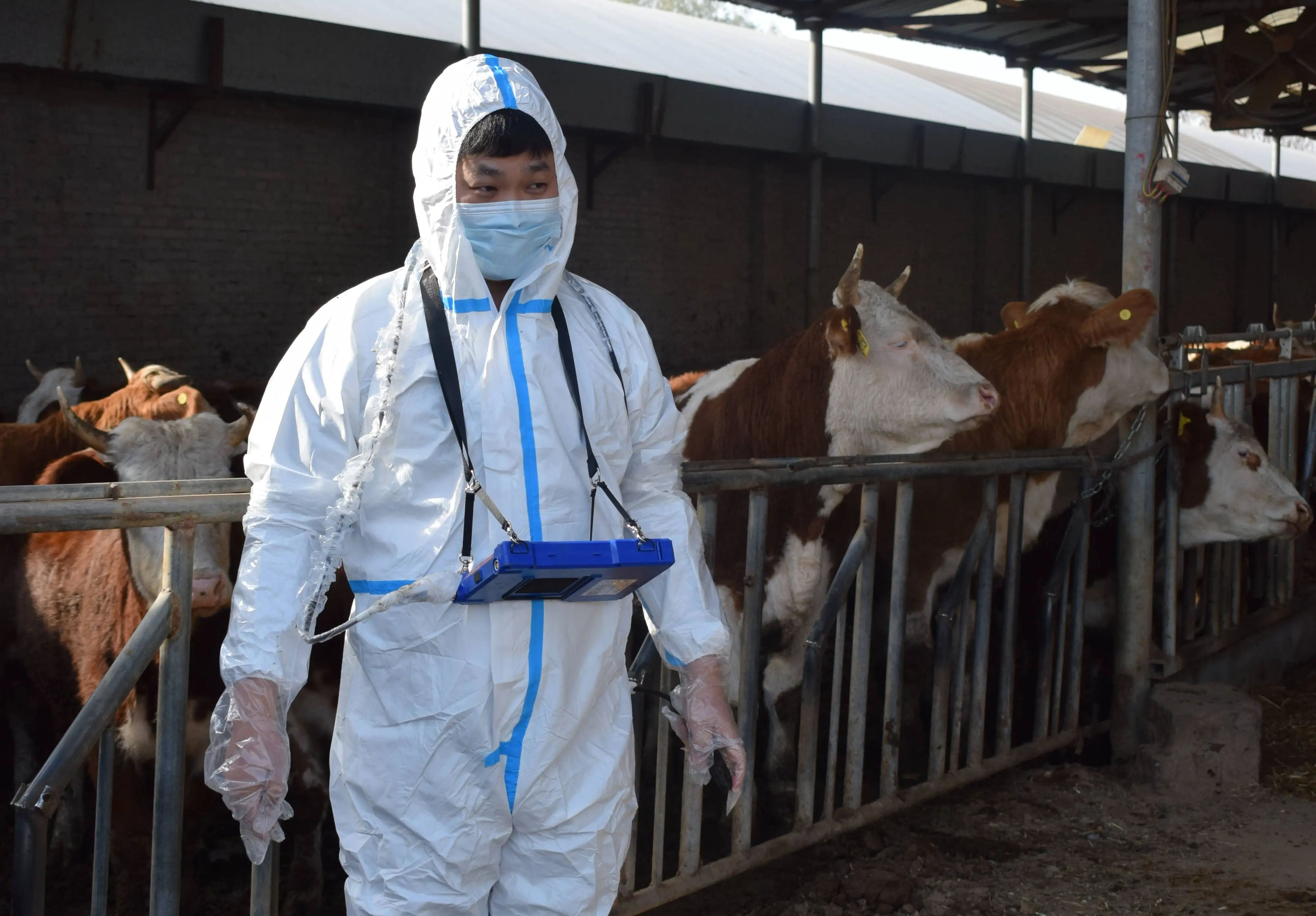 Using B-ultrasound to check the body condition of reared cows