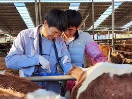 How to timely detect beef cattle pregnancy with B-ultrasound machine(图1)