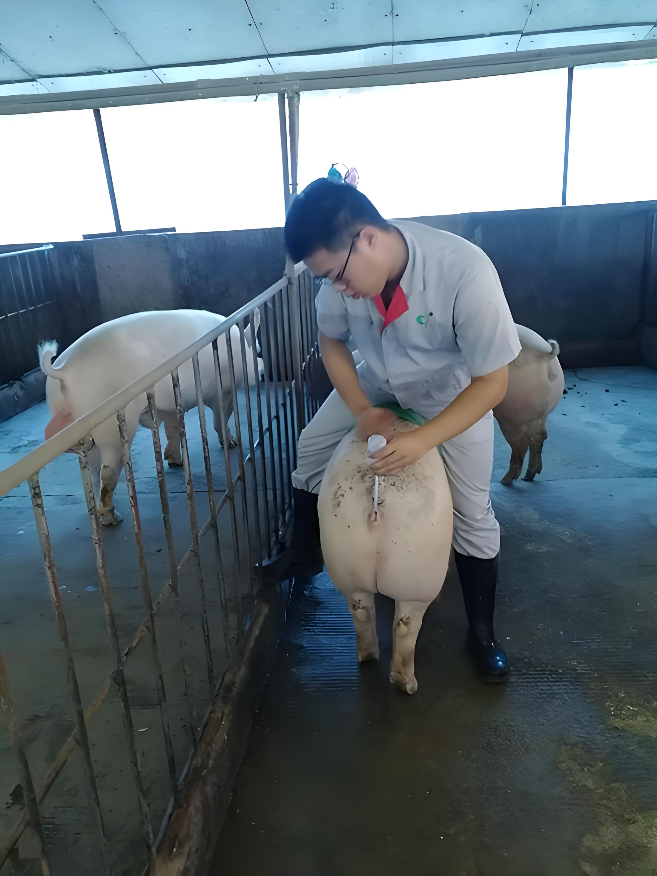 Pig B-ultrasound examination of sows with small litter sizes(图1)