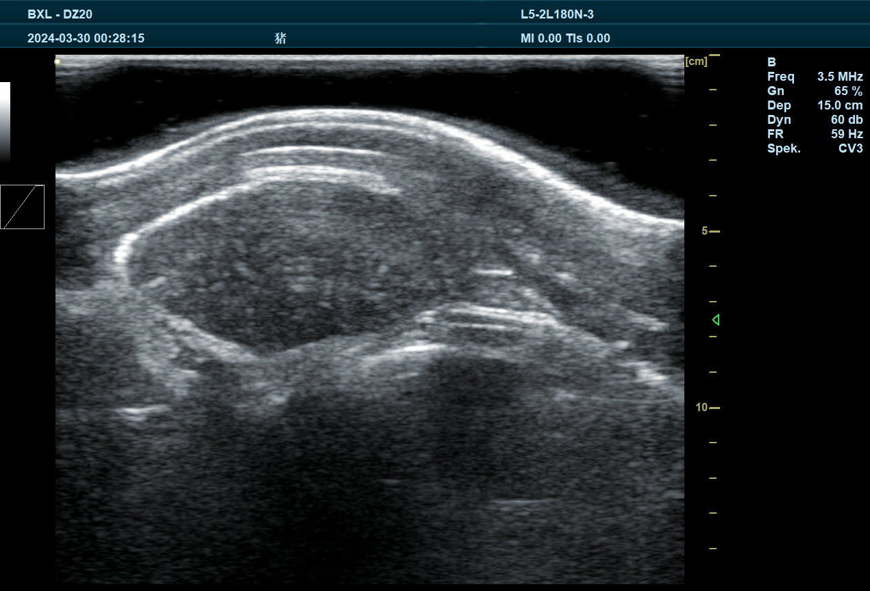 Discussion on Simulation Results of Veterinary B-ultrasound Images