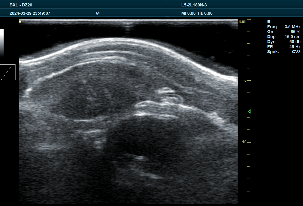 Diagnosis of obstetric diseases in dairy cows by B-ultrasound and timely treatment