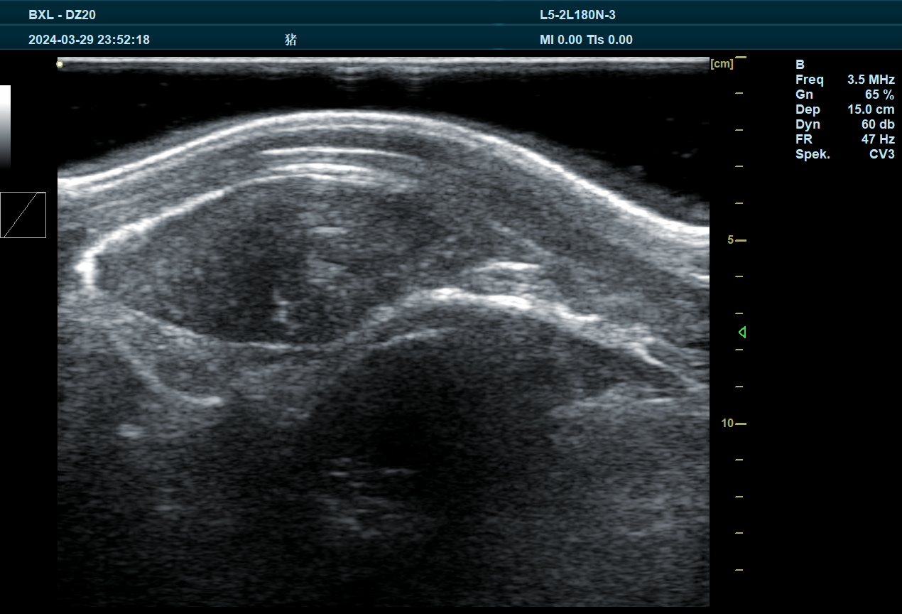 Observation of the Body Condition of Sows in Late Pregnancy by B-ultrasound