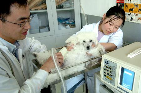 Veterinary B-ultrasound examination of the effects of several hormones on the ovarian follicles of f