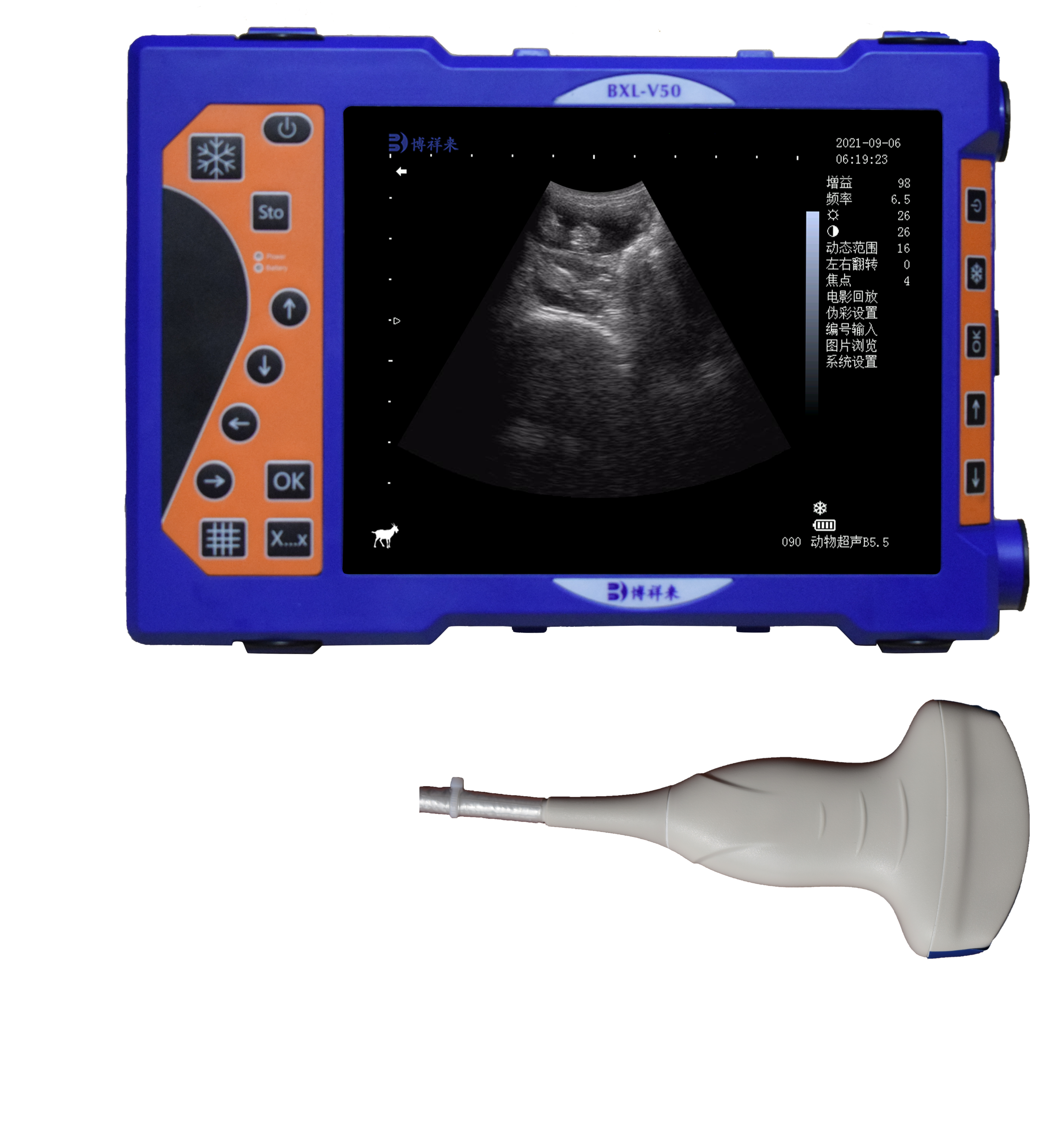 Observation of sows and piglets before delivery with B-ultrasound in pigs