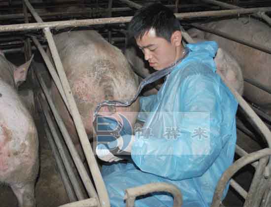 How to improve the breeding efficiency of sows with B-ultrasound?(图1)