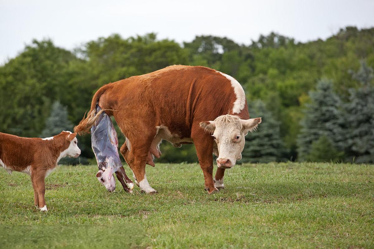 The process of using B-ultrasound to examine postpartum uterine problems in cows