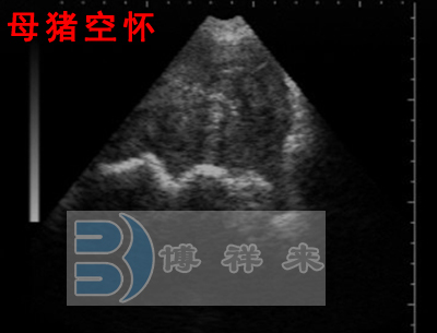 Detailed picture and text explanation of the usage of the B-ultrasound machine for pigs(图4)