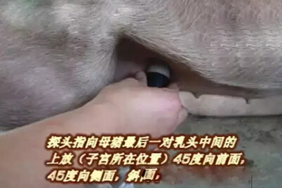 Detailed picture and text explanation of the usage of the B-ultrasound machine for pigs(图1)