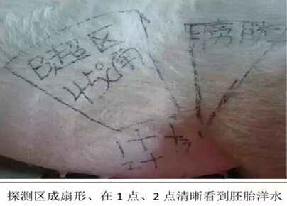 Detailed picture and text explanation of the usage of the B-ultrasound machine for pigs(图2)