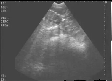 Detailed picture and text explanation of the usage of the B-ultrasound machine for pigs(图28)