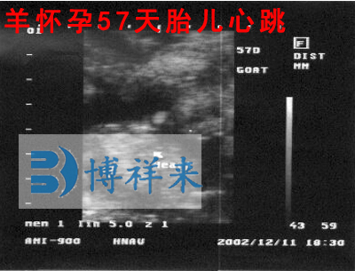 B-ultrasound monitoring of frozen semen insemination in ewes(图1)