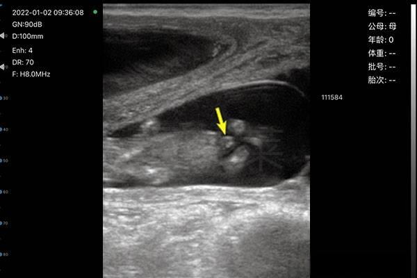 Veterinary B-ultrasound to regularly check the reproductive system of female dogs