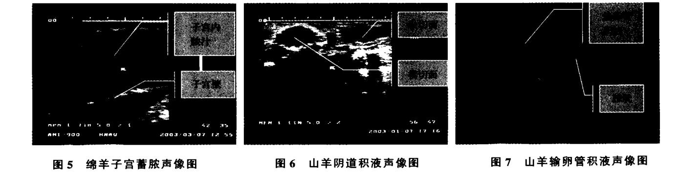 Image analysis of sheep pregnancy and genital duct abnormalities using B-ultrasound machine(图2)