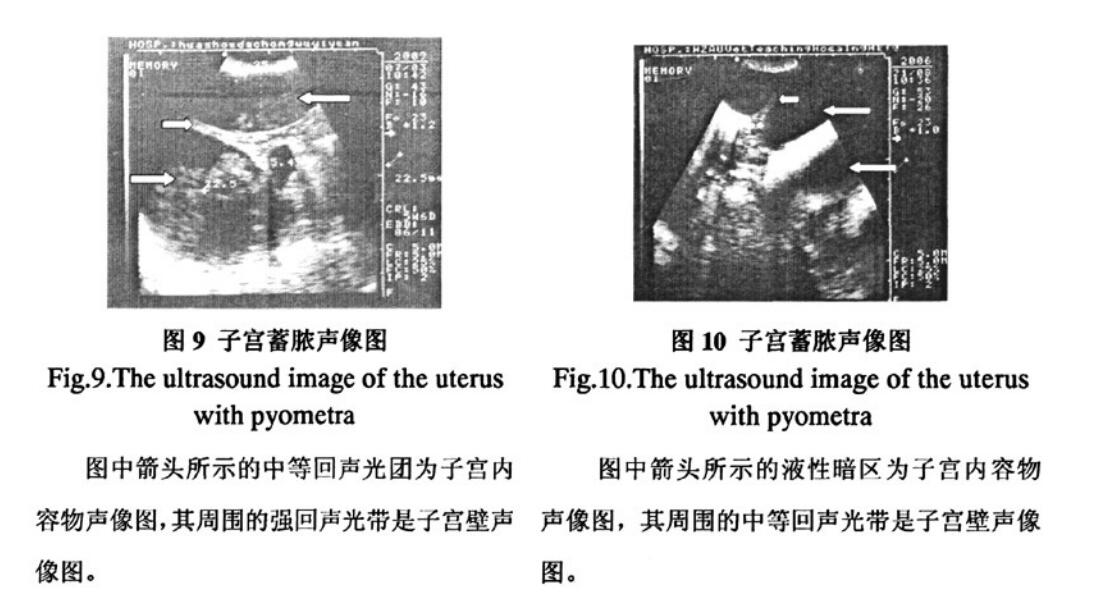 Characteristics of endometritis in dogs detected by veterinary B-ultrasound(图4)