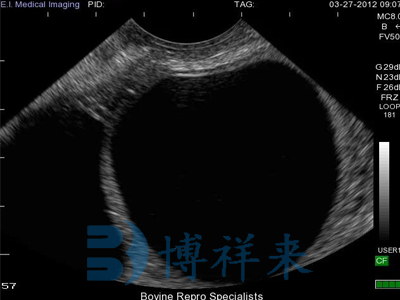 Observation of the difference between bovine follicles and corpus luteum cysts using B-ultrasound machine in cows(图1)