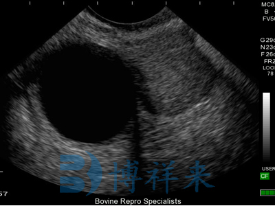 Observation of the difference between bovine follicles and corpus luteum cysts using B-ultrasound machine in cows(图2)