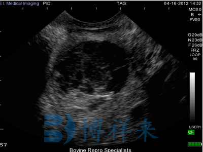 Observation of the difference between bovine follicles and corpus luteum cysts using B-ultrasound machine in cows(图3)