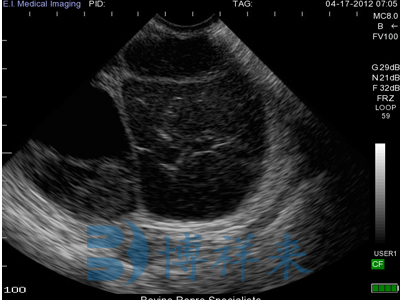 Observation of the difference between bovine follicles and corpus luteum cysts using B-ultrasound machine in cows(图4)