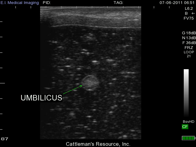 Imported cattle are scanned for umbilical cord abscess using B-ultrasound machine(图2)