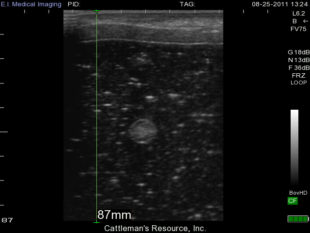 Imported cattle are scanned for umbilical cord abscess using B-ultrasound machine(图3)