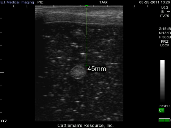 Imported cattle are scanned for umbilical cord abscess using B-ultrasound machine(图1)