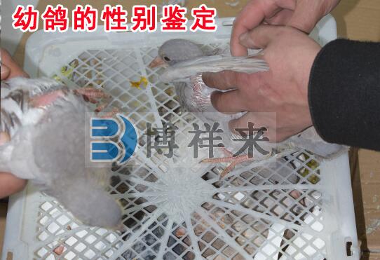 Can veterinary ultrasound machines really be applied to the field of pigeon breeding?(图1)