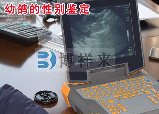 Can veterinary ultrasound machines really be applied to the field of pigeon breeding?(图2)