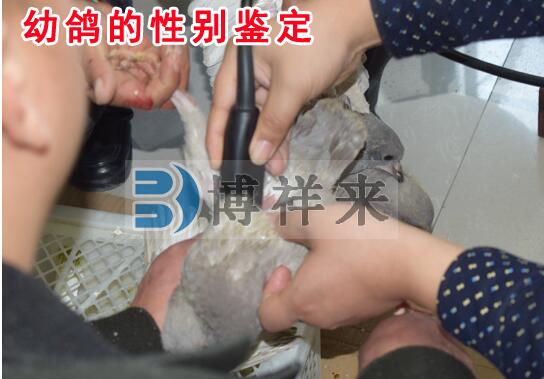 Can veterinary ultrasound machines really be applied to the field of pigeon breeding?(图4)