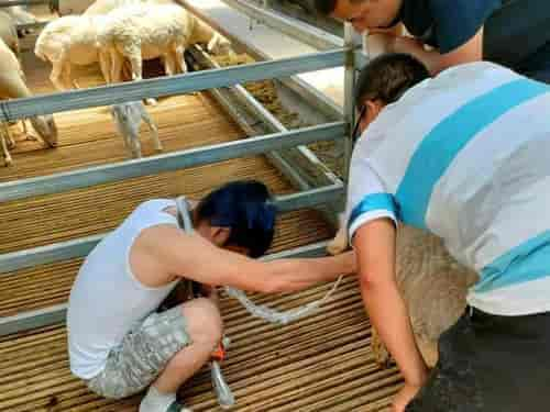 Sheep use B-ultrasound machine to detect the thickness of sheep backfat(图1)