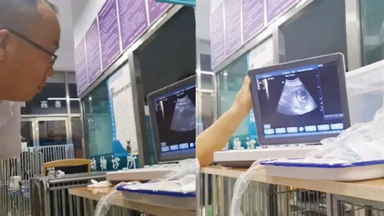 Ultrasound detection of mare using animal B-ultrasound machine(图1)