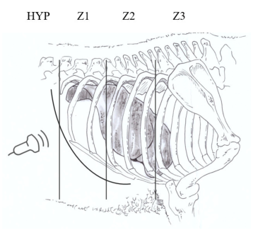 Detection of sheep liver using B-ultrasound machine(图1)