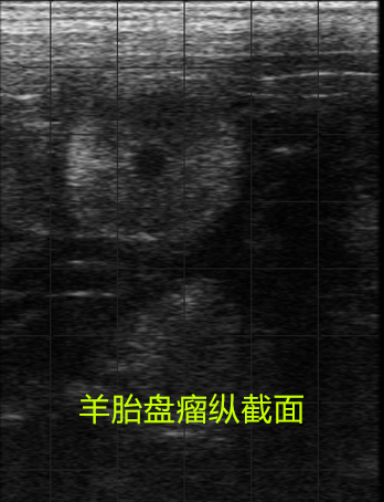 Ultrasound pregnancy detection of sheep using animal B-ultrasound BXL-V50(图2)